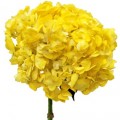 Hydrangea Tinted - Yellow